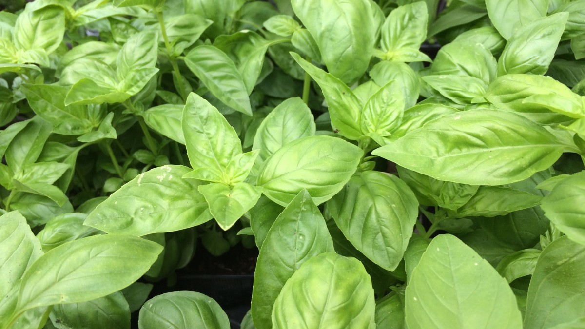 罗勒叶的功效与作用(罗勒叶的功效与作用百度百科)