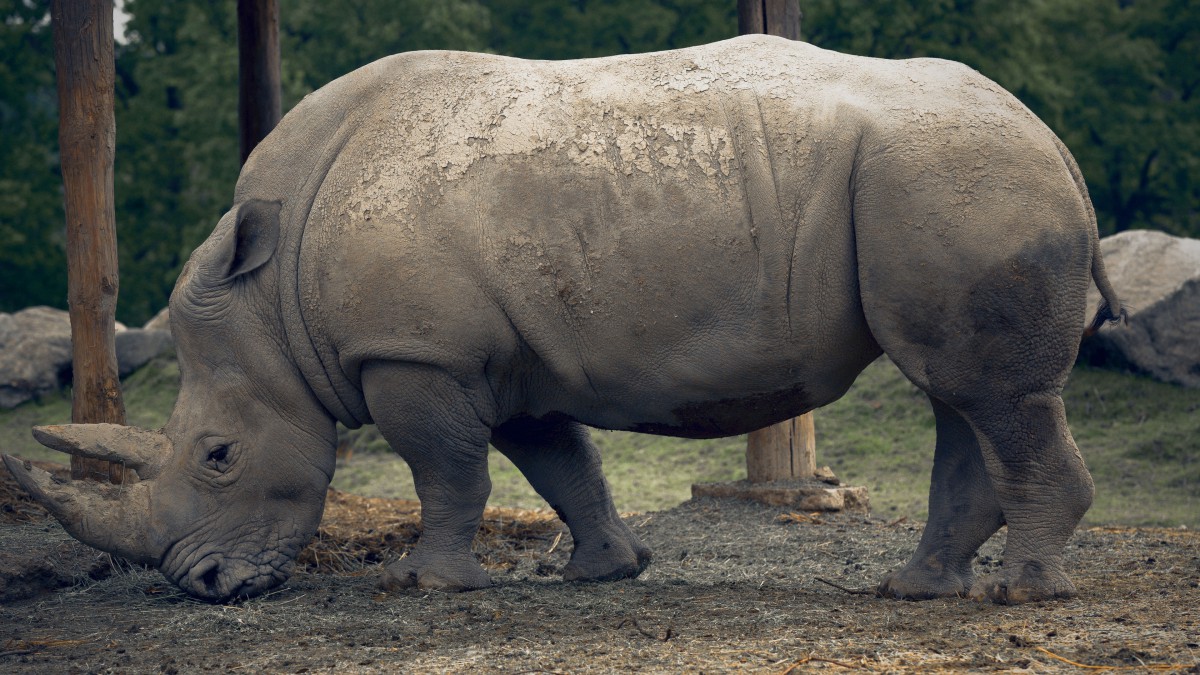 体型庞大的犀牛图片(11/14)