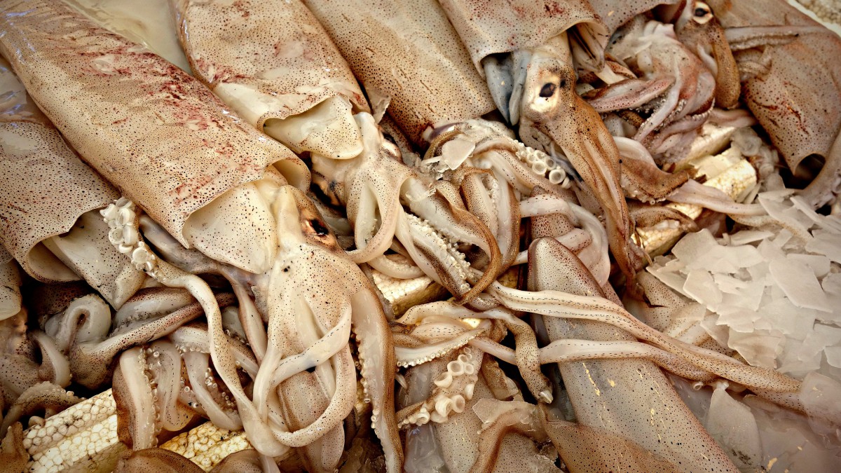 鱿鱼图片大全大图-美食壁纸-高清美食图片-第4图-娟娟壁纸