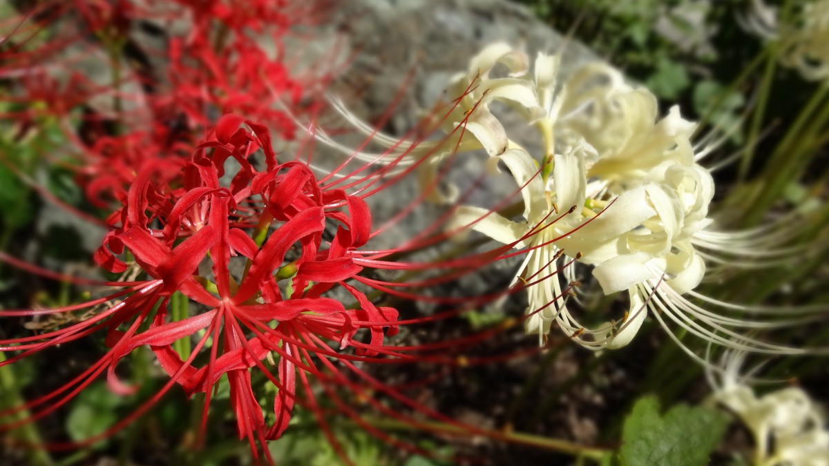 锁屏壁纸彼岸花图片