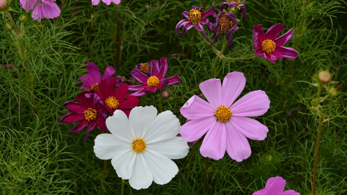 桌面壁紙 花卉 鮮花特寫 > 格桑花圖片大全大圖壁紙分辨率:(3840x2160