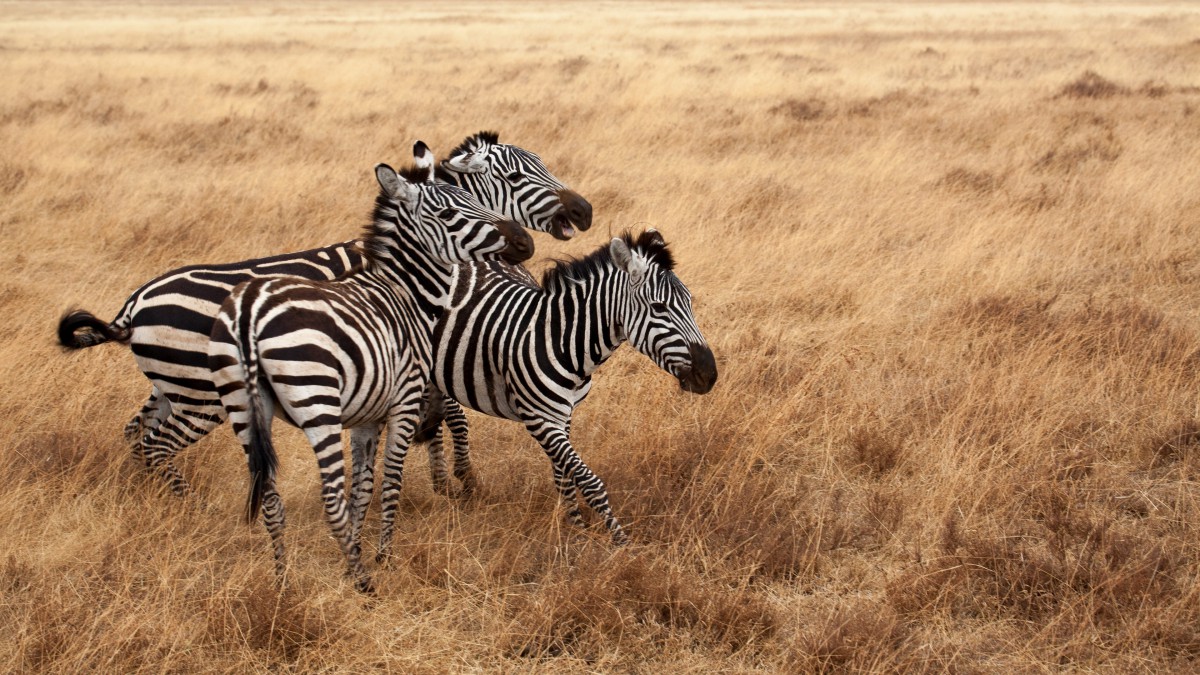 草原上的斑马图片高清-动物壁纸-高清动物图片-第8图-娟娟壁纸