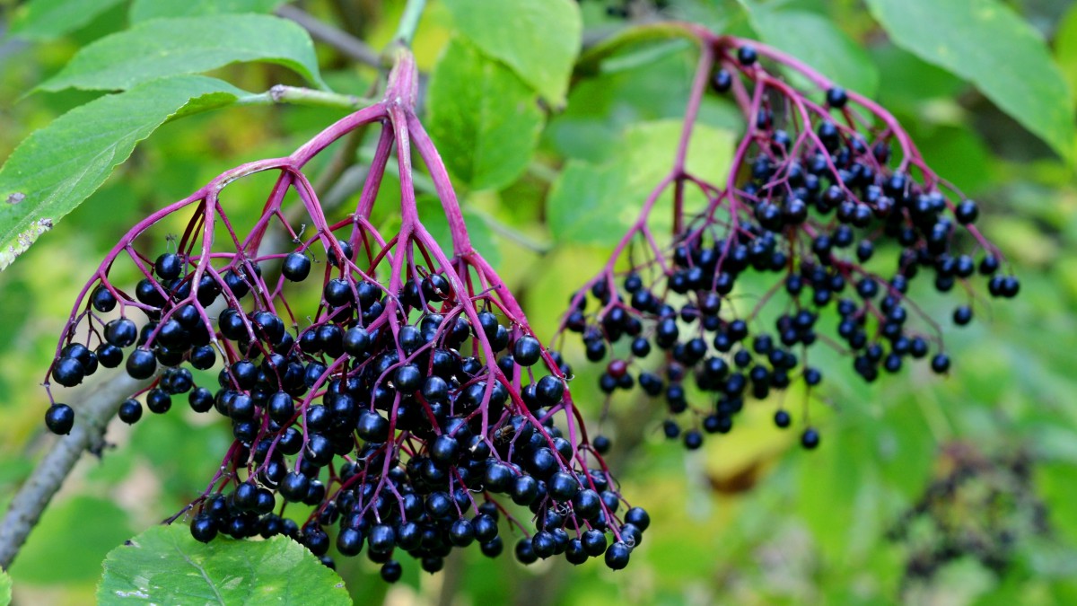 接骨木果图片1116