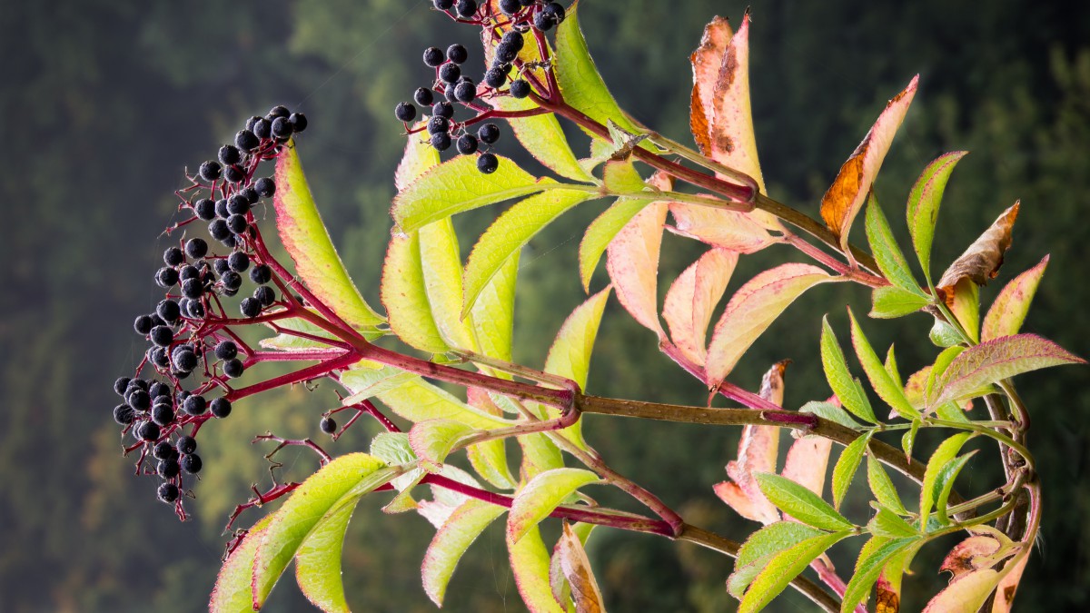 接骨木果图片1316