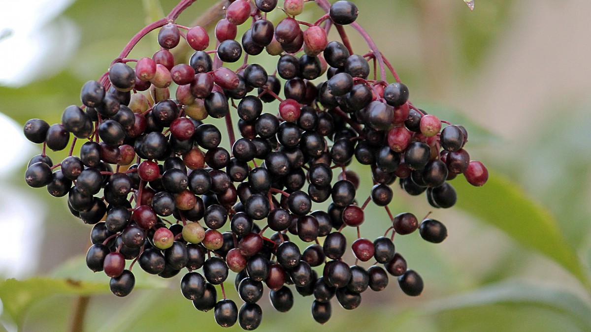 接骨木果图片(9/16)