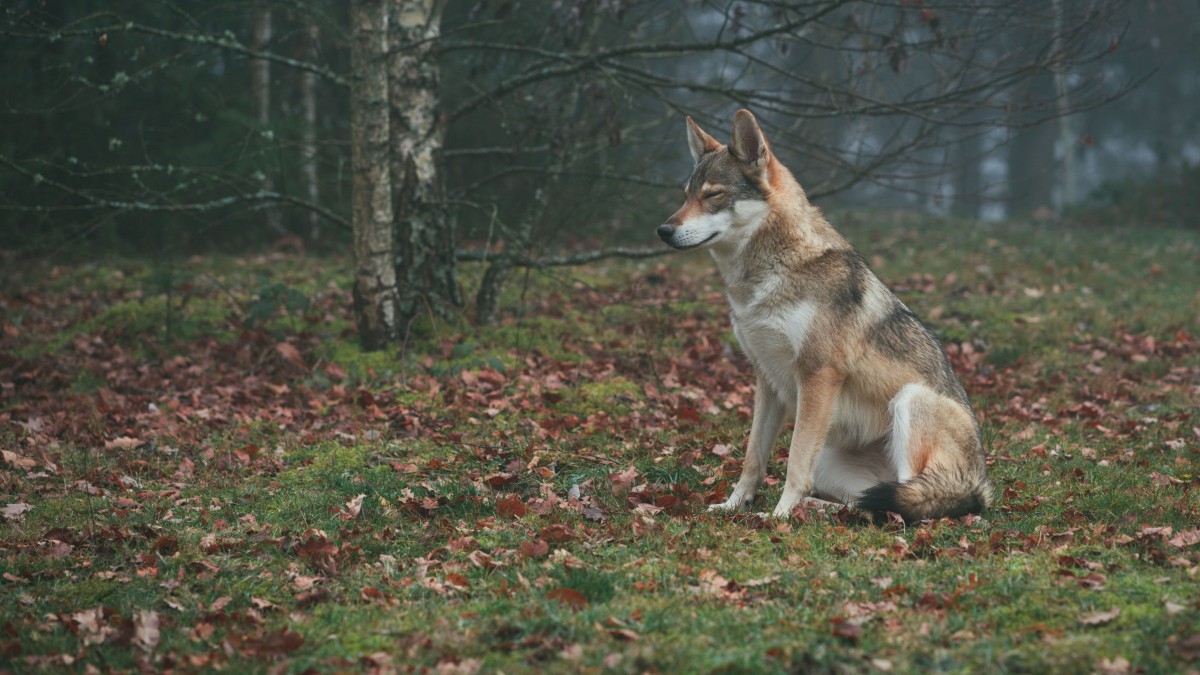 高清野狼图片-动物壁纸-高清动物图片-第8图-娟娟壁纸