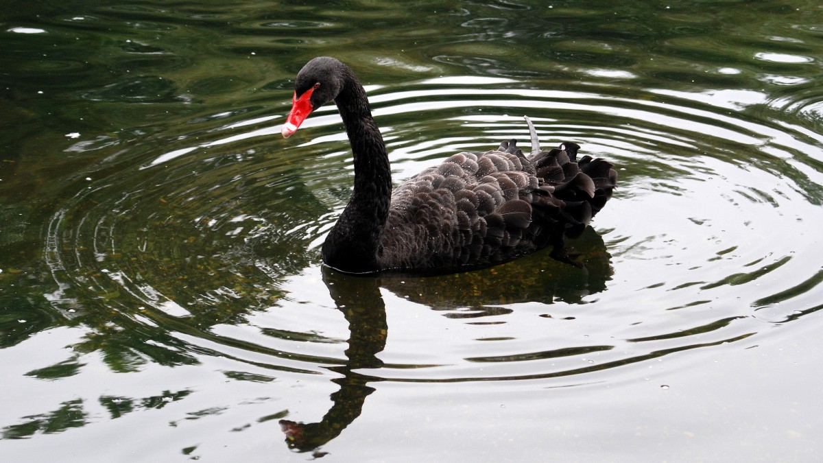黑天鹅图片大全大图-动物壁纸-高清动物图片-第4图-娟娟壁纸