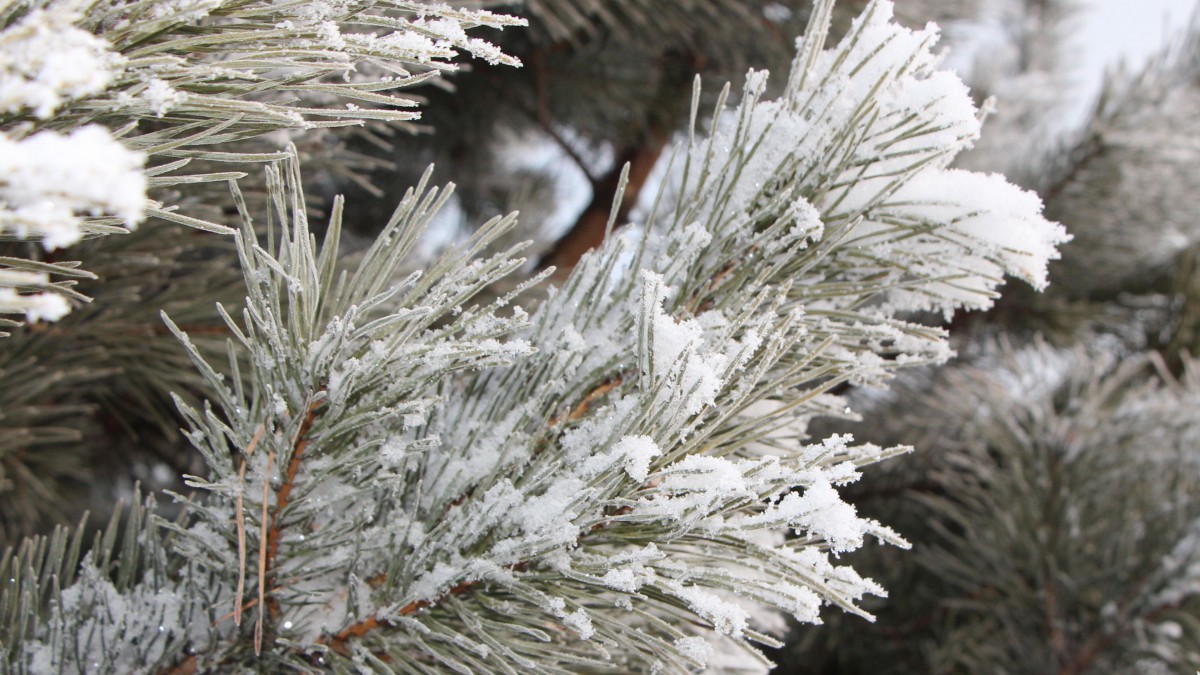 冬天植物照片图片