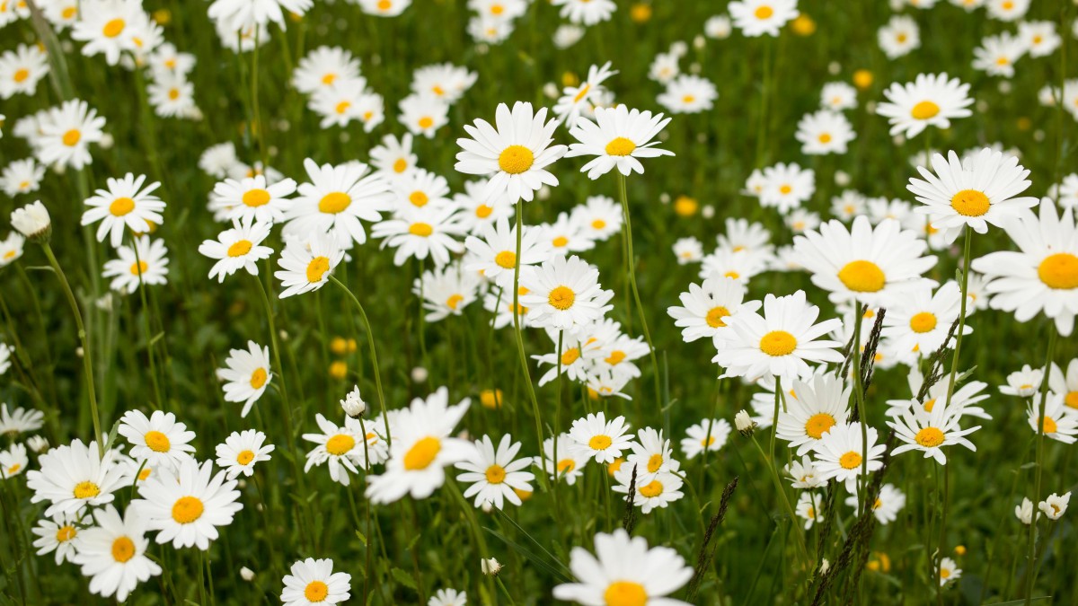 纯洁白色的野生雏菊图片-花卉壁纸-高清花卉图片-第5图-娟娟壁纸