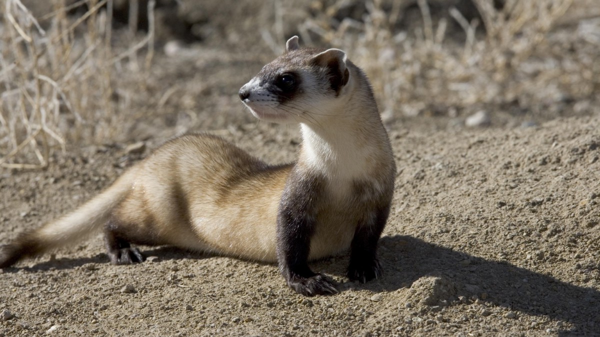 可爱的雪貂图片大图-动物壁纸-高清动物图片-第6图-娟娟壁纸