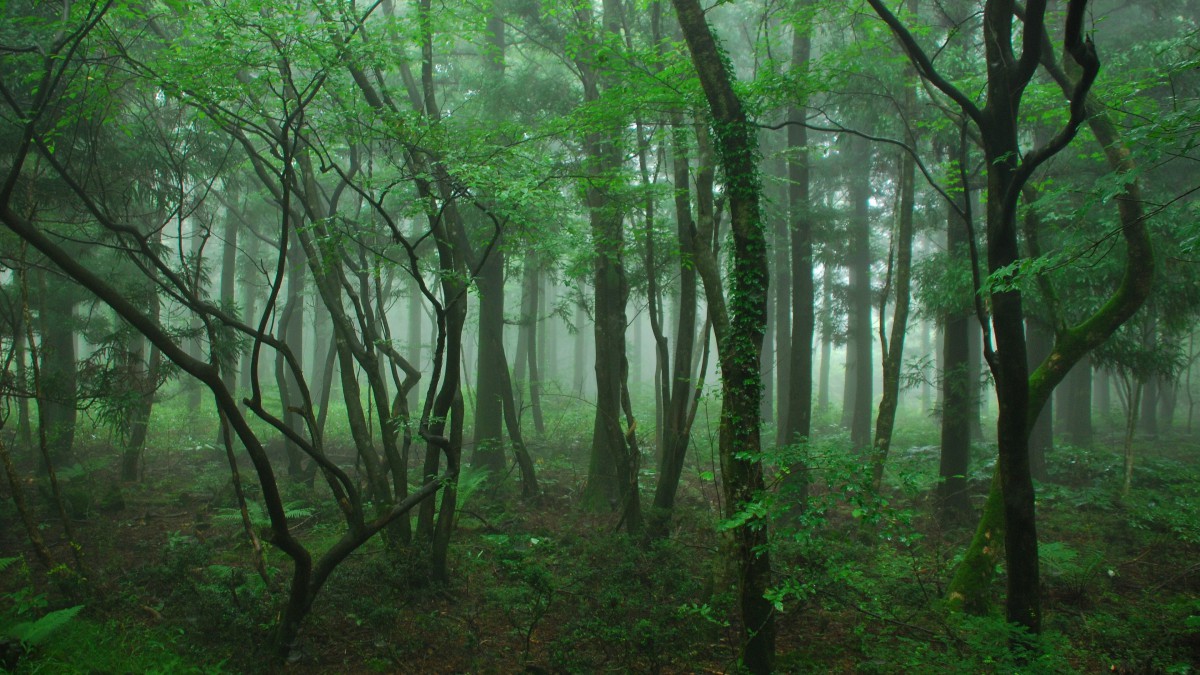 幽静的小树林图片112