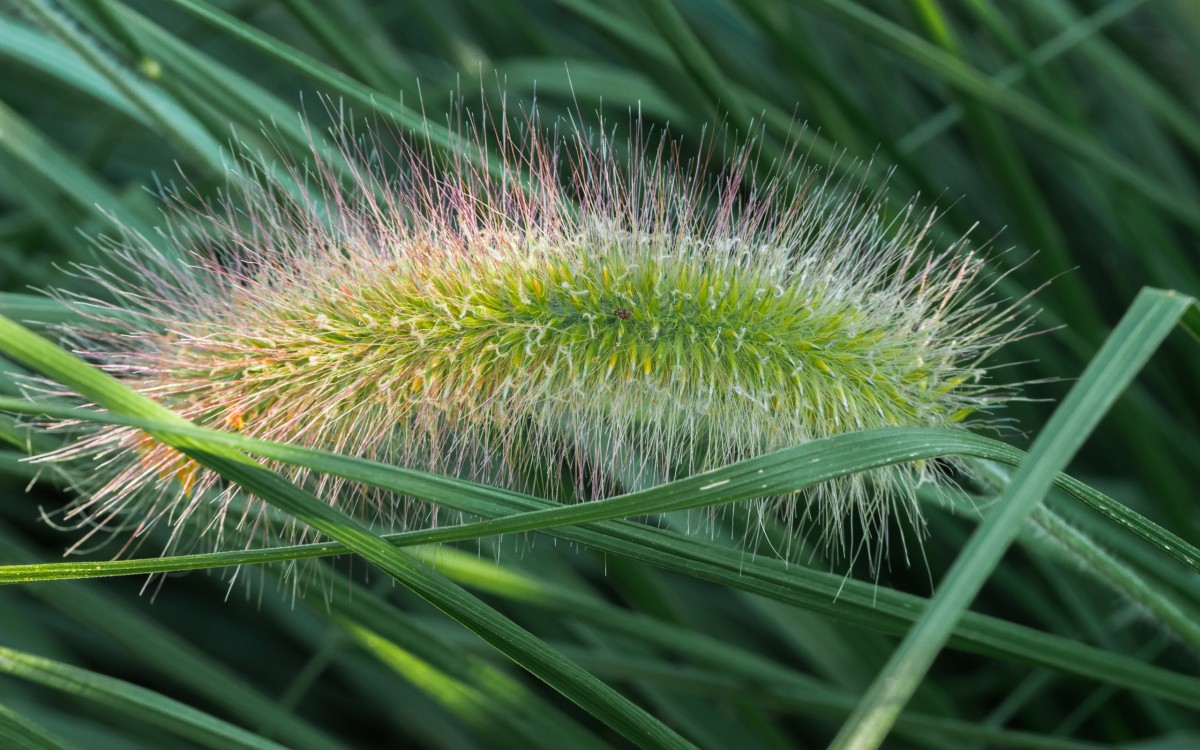 夏天的狗尾巴草图片310