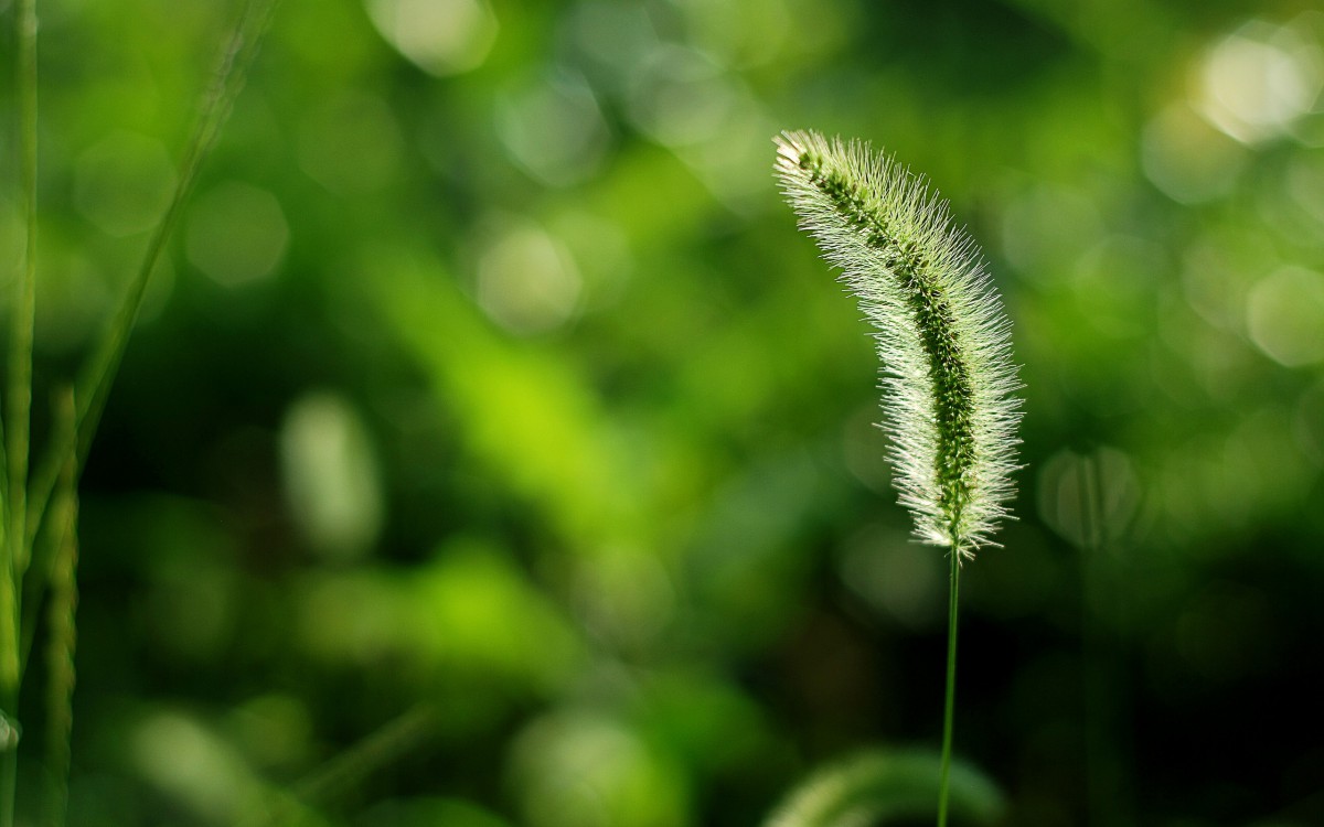 夏天的狗尾巴草图片-花卉壁纸-高清花卉图片-第7图-娟娟壁纸