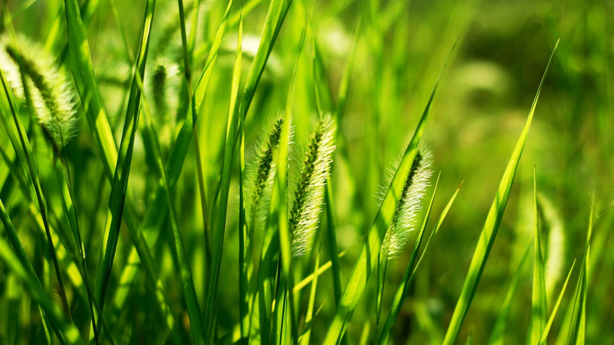 狗尾巴草图片大全大图-花卉壁纸-高清花卉图片-第16图-娟娟壁纸