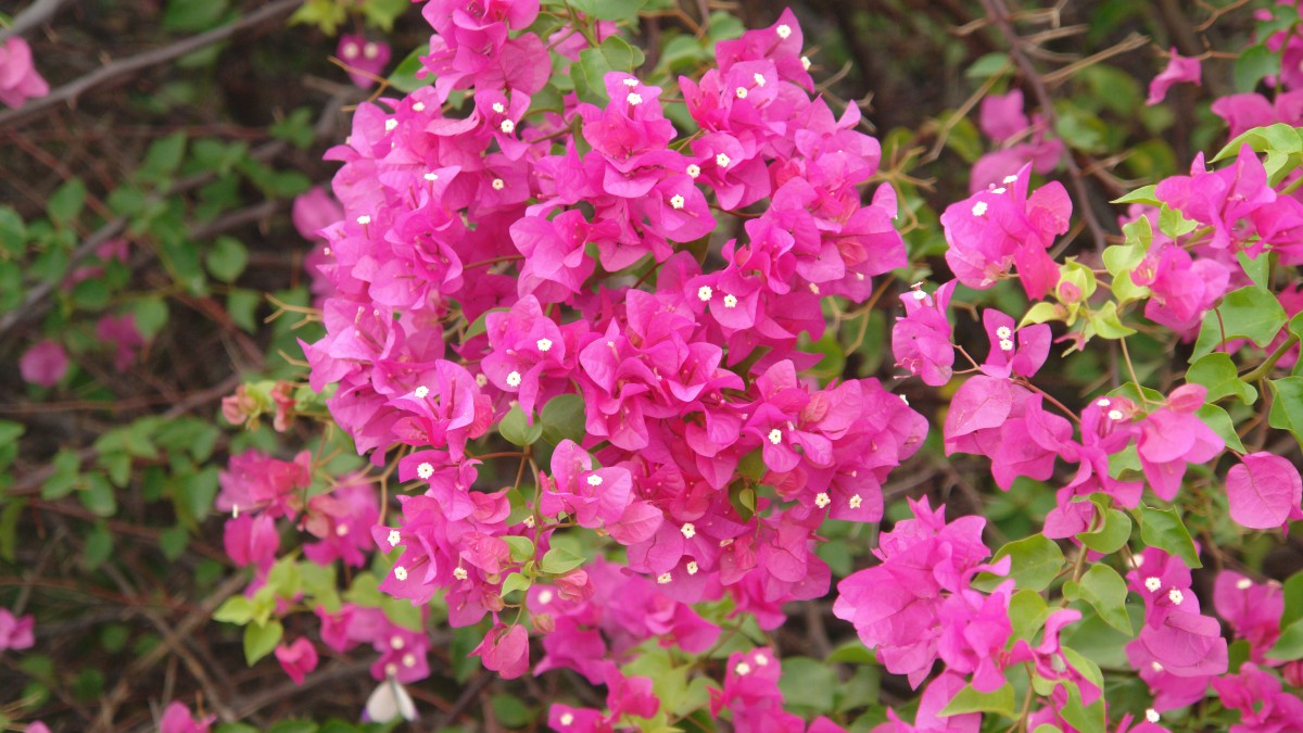 好看的三角梅图片大全111