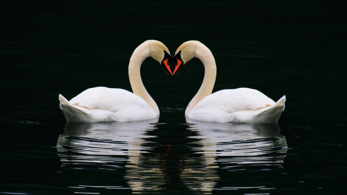 美丽的白色天鹅图片-动物壁纸-高清动物图片-第11图-娟娟壁纸