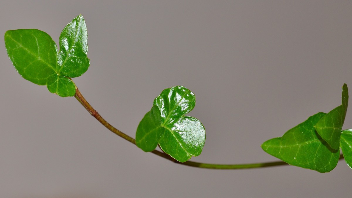 绿色植物常春藤图片-花卉壁纸-高清花卉图片-第14图-娟娟壁纸