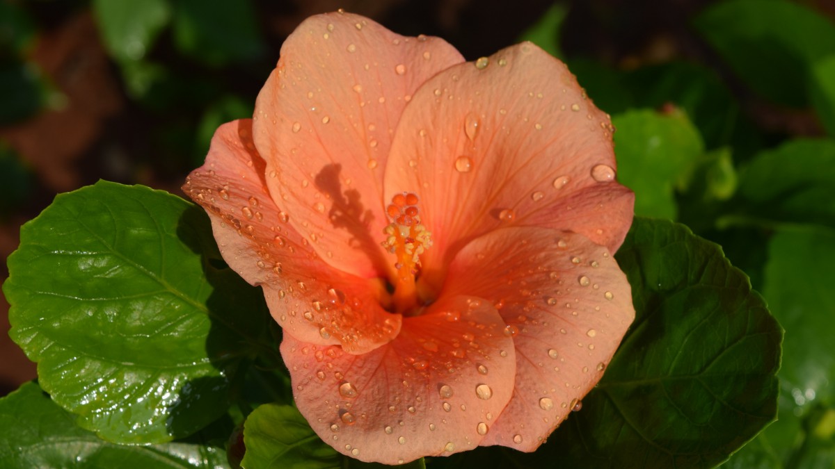 扶桑花图片大全大图(10/14)