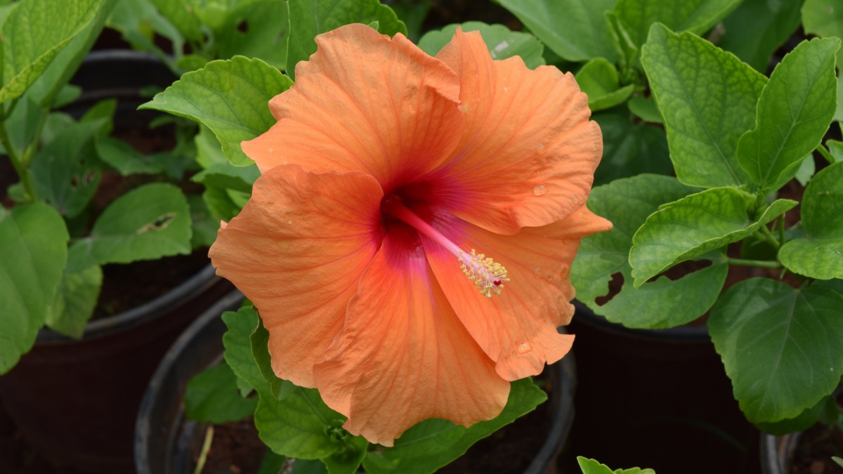 扶桑花图片大全大图(11/14)