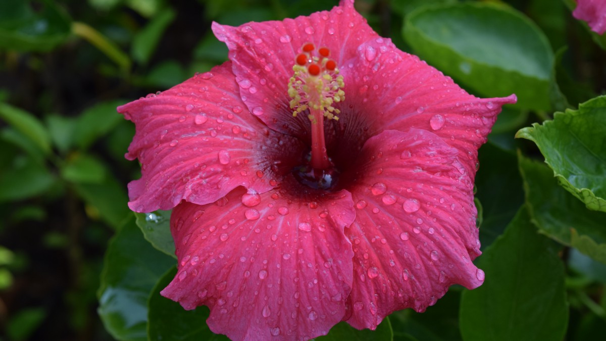 扶桑花图片大全大图 花卉壁纸 高清花卉图片 第2图 娟娟壁纸