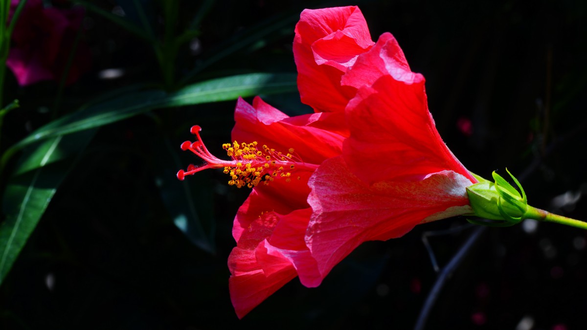 扶桑花图片大全大图(4/14)