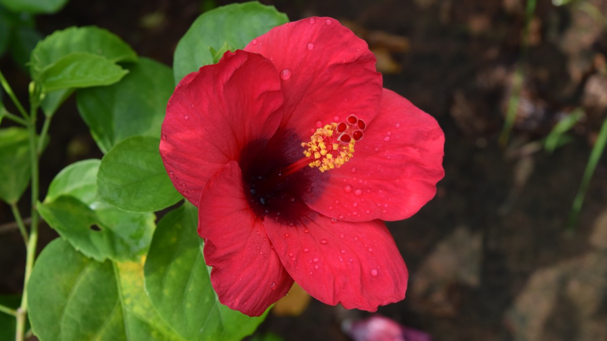 扶桑花图片大全大图 花卉壁纸 高清花卉图片 第9图 娟娟壁纸