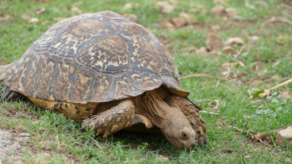 千年烏龜圖片大全-動物壁紙-高清動物圖片-第6圖-娟娟壁紙