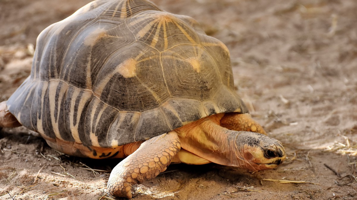 千年乌龟图片大全-动物壁纸-高清动物图片-第7图-娟娟壁纸