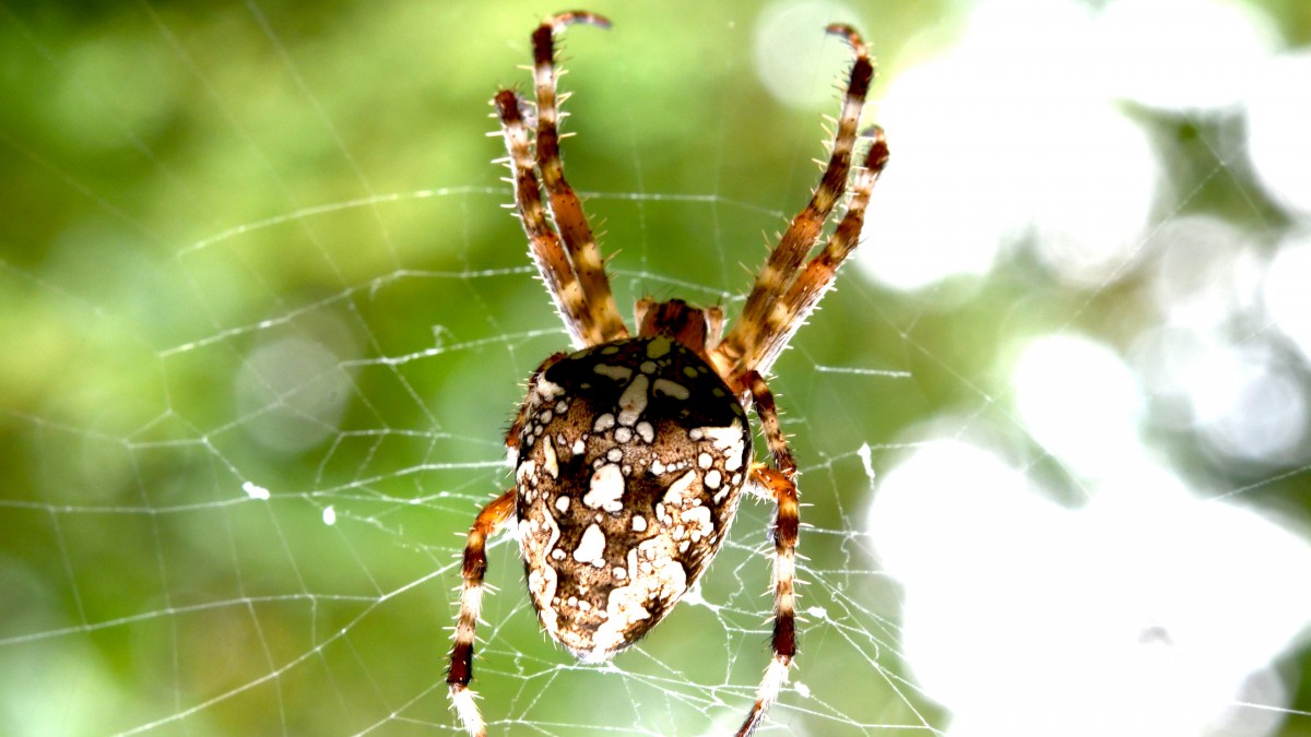 蜘蛛图片大全大图 动物壁纸 高清动物图片 娟娟壁纸