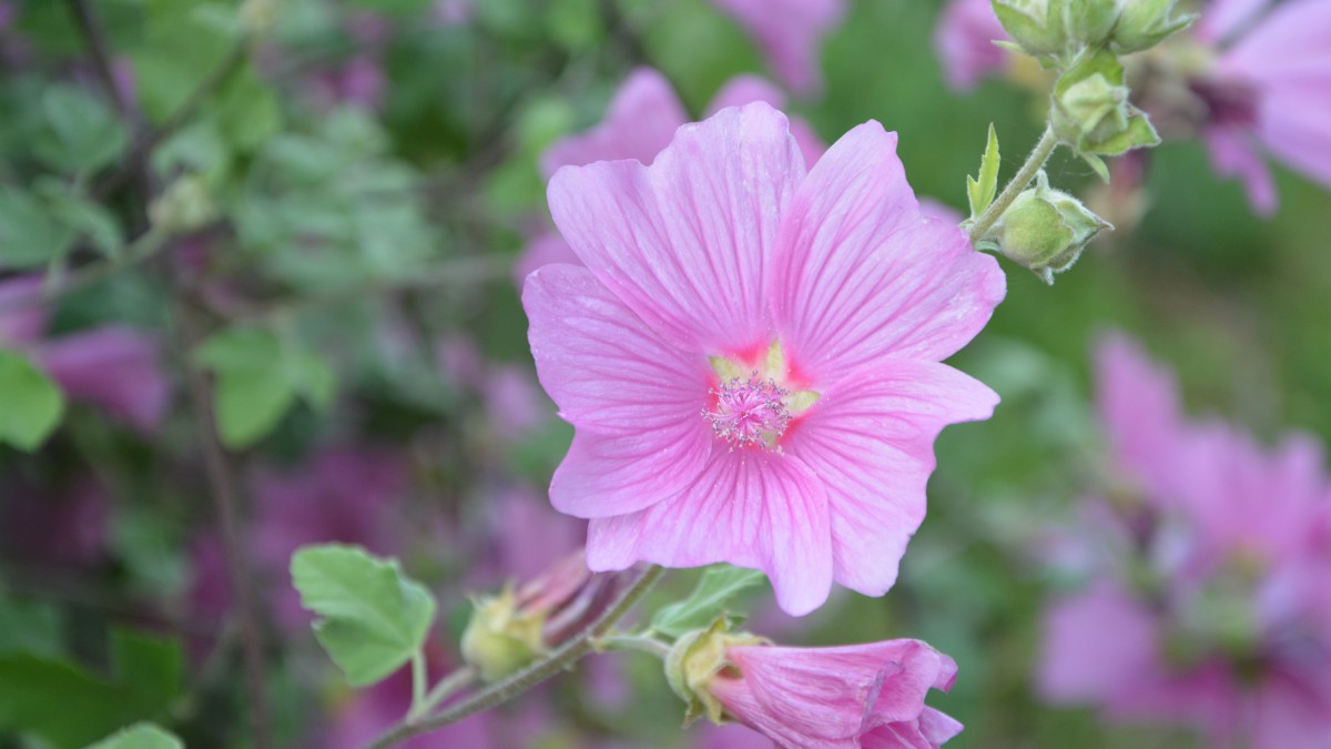 高清芙蓉花圖片大全-花卉壁紙-高清花卉圖片-娟娟壁紙