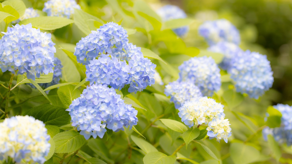 桌面壁纸 花卉 鲜花特写 高清绣球花图片大图简介:高清绣球花图片