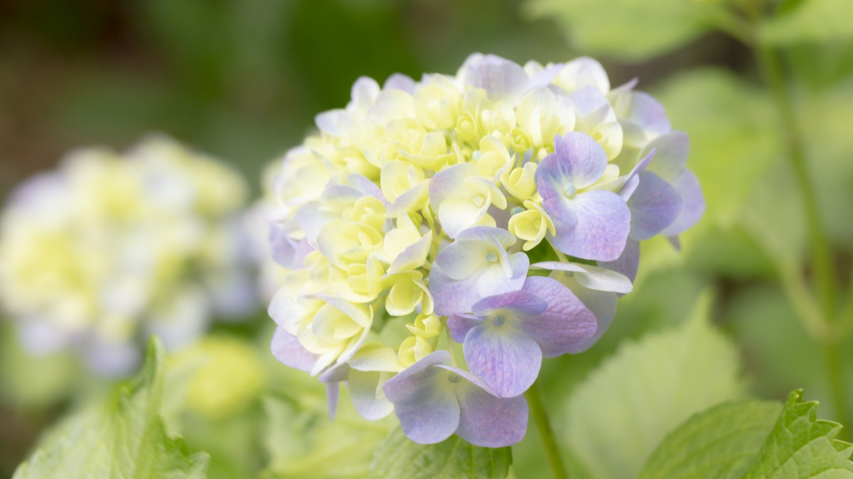 高清繡球花圖片大圖(7/14)