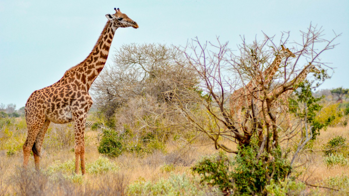 草原上的长颈鹿图片19