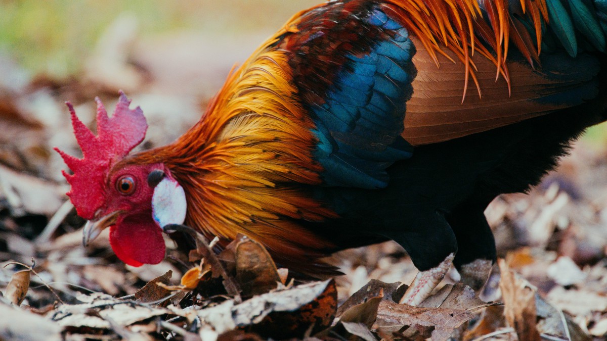 高清大公鸡图片-动物壁纸-高清动物图片-第6图-娟娟壁纸