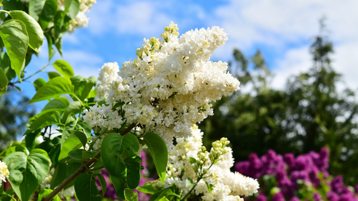 各種各校的丁香花圖片-花卉壁紙-高清花卉圖片-娟娟壁紙