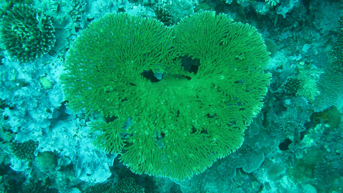 海底色彩斑斓的珊瑚图片-动物壁纸-高清动物图片-第2图-娟娟壁纸