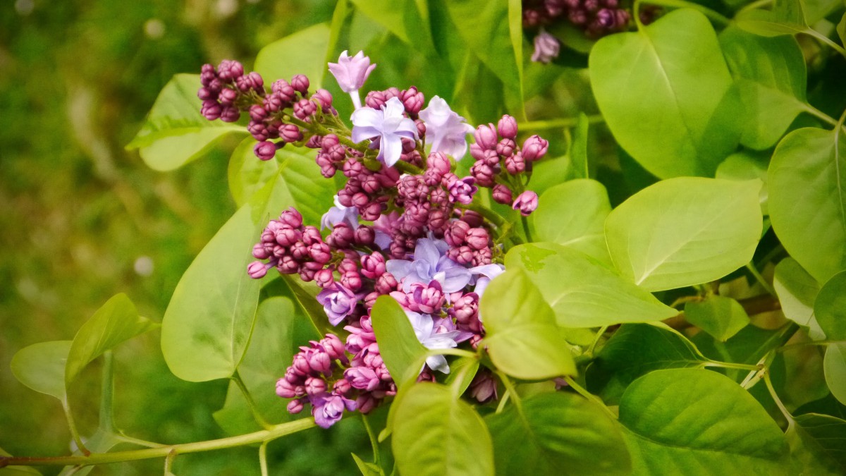 盛开的四季丁香花图片(2/12)