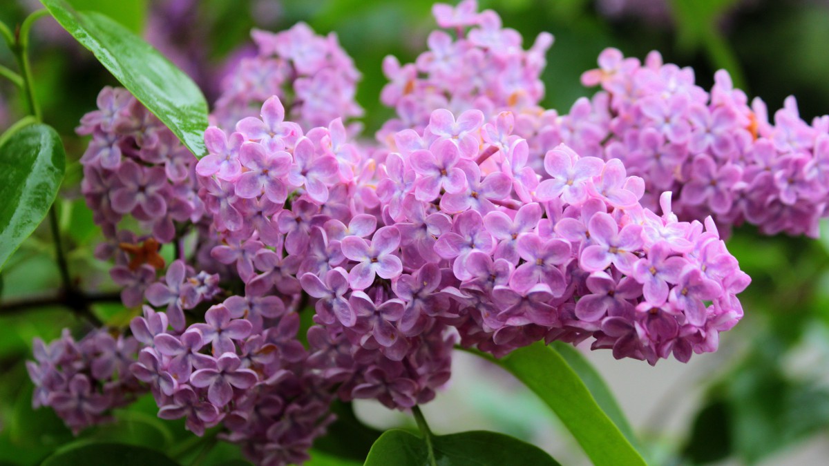 盛开的四季丁香花图片812