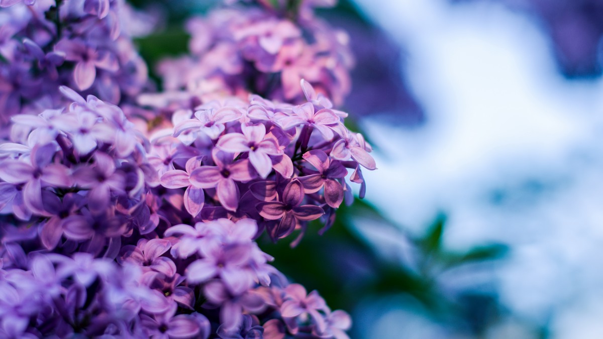 盛开的四季丁香花图片912