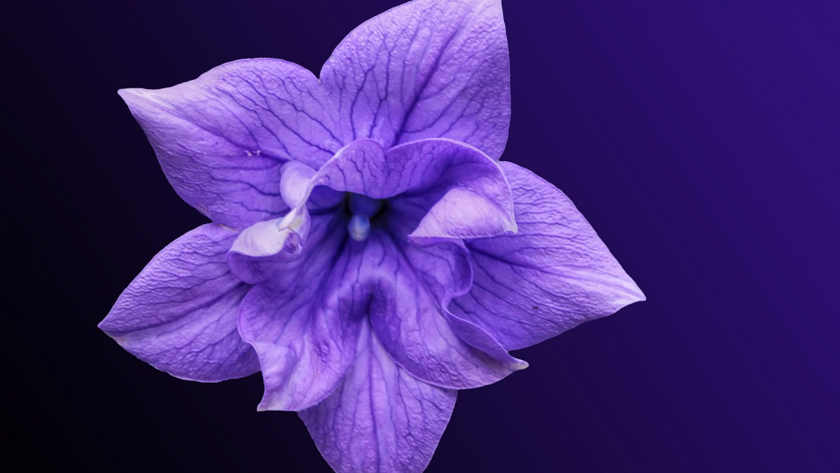 唯美桔梗花图片花语 花卉壁纸 高清花卉图片 第5图 娟娟壁纸