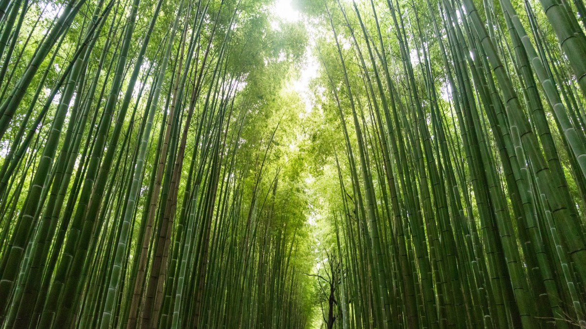 綠色竹林圖片風景-花卉壁紙-高清花卉圖片-娟娟壁紙