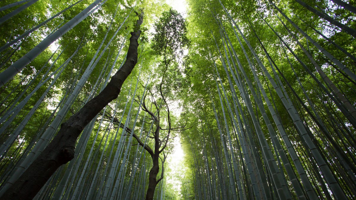 綠色竹林圖片風景-花卉壁紙-高清花卉圖片-第4圖-娟娟壁紙