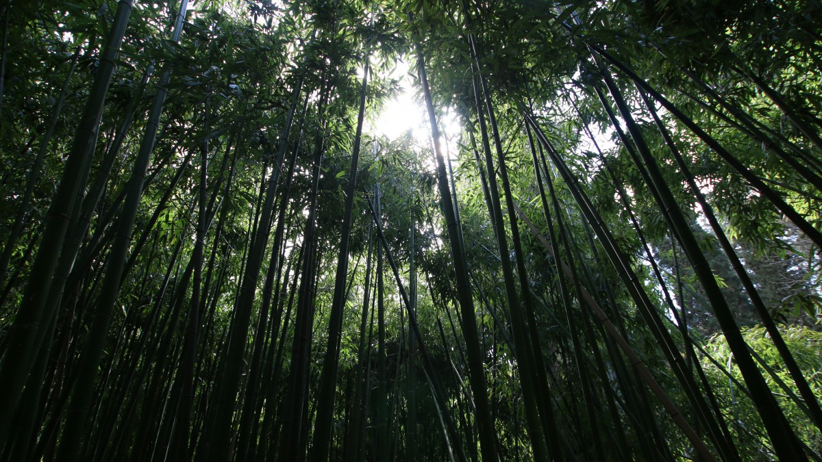 綠色竹林圖片風景59