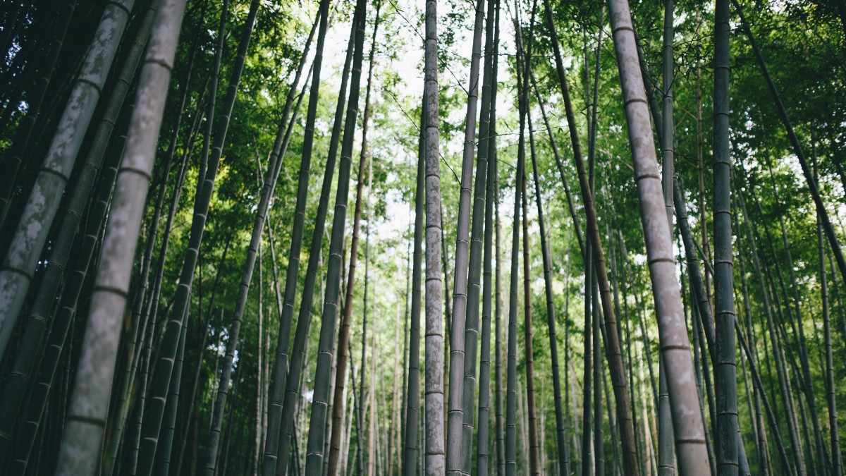 綠色竹林圖片風景-花卉壁紙-高清花卉圖片-第6圖-娟娟壁紙