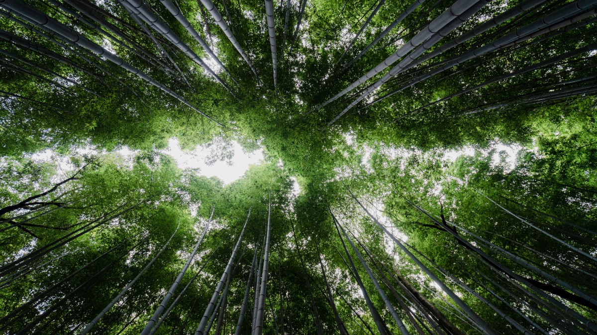 绿色竹林图片风景89