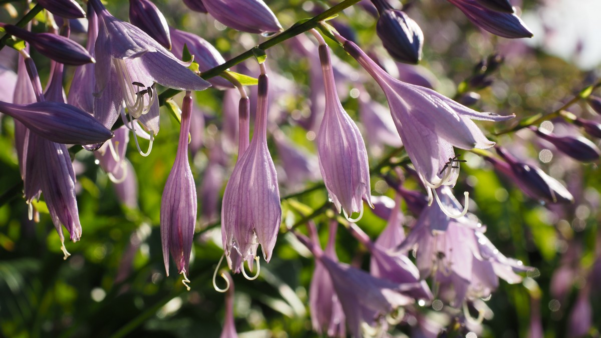 好看的玉簪花图片(7/10)