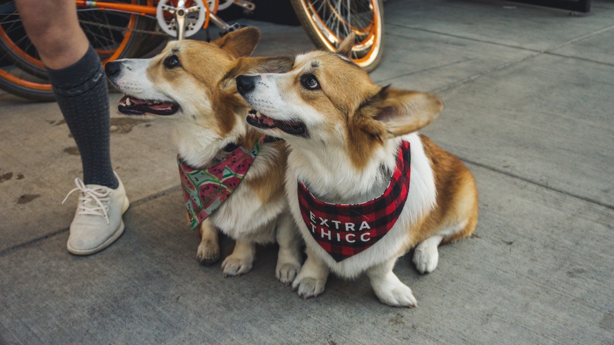 呆萌的柯基犬圖片-動物壁紙-高清動物圖片-第10圖-娟娟壁紙