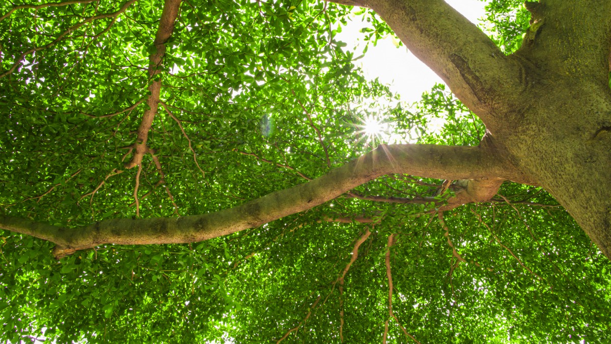 夏日枝繁叶茂的大树图片-风景壁纸-高清风景图片-第2图-娟娟壁纸