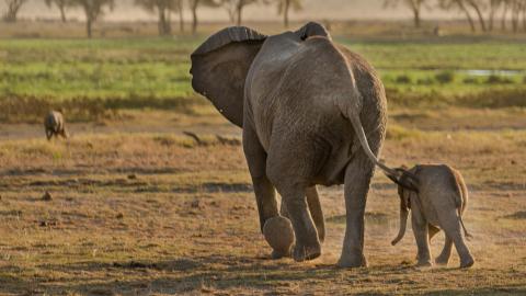 大象妈妈和小象图片