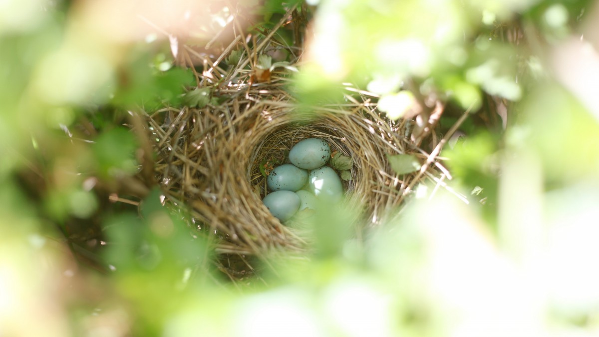 枝头鸟巢中的鸟蛋图片